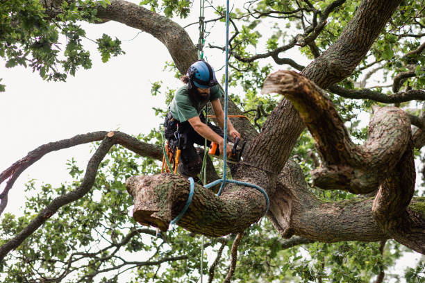 Best Palm Tree Trimming  in Fulton, MD