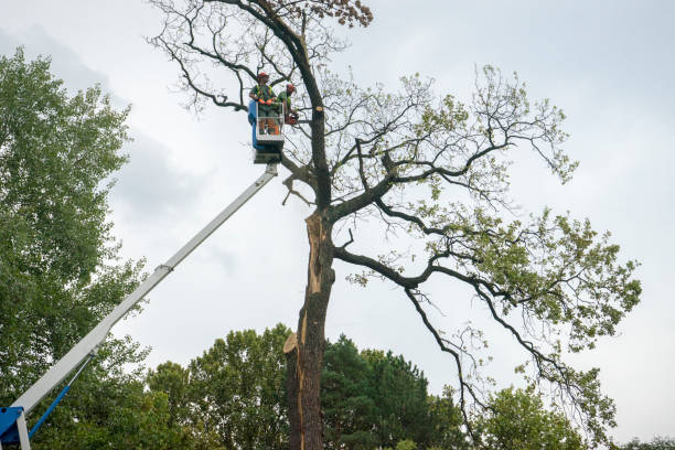 Best Tree Maintenance Programs  in Fulton, MD