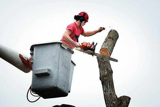 Best Hedge Trimming  in Fulton, MD