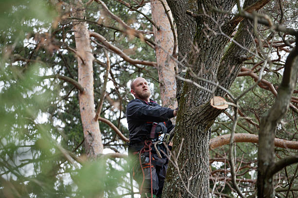 How Our Tree Care Process Works  in  Fulton, MD